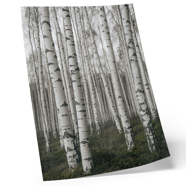 Wandposter Berkenbos in zwart-wit tinten