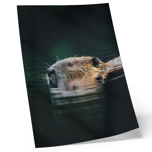 Poster Bever in het water, vredige natuur, wildernis