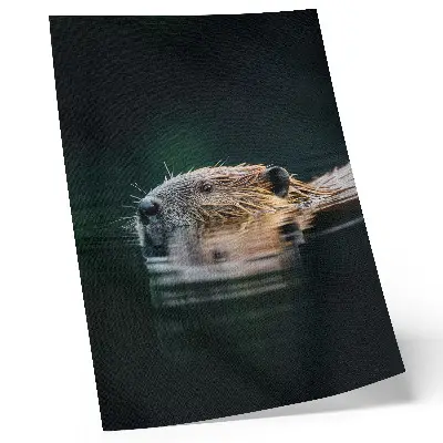 Poster bever in het water in een vredige natuurlijke wildernis