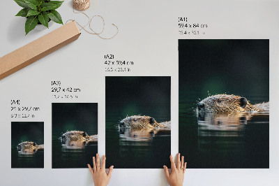 Poster Bever in het water, vredige natuur, wildernis