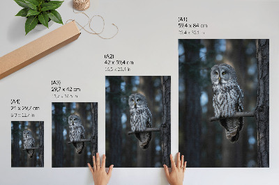 Decoratieve poster Donkere bosuil in de schijnwerpers