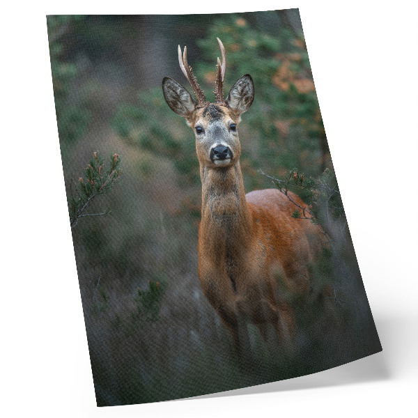 Decoratieve poster Hert in het bos, groene achtergrond, rust, natuur