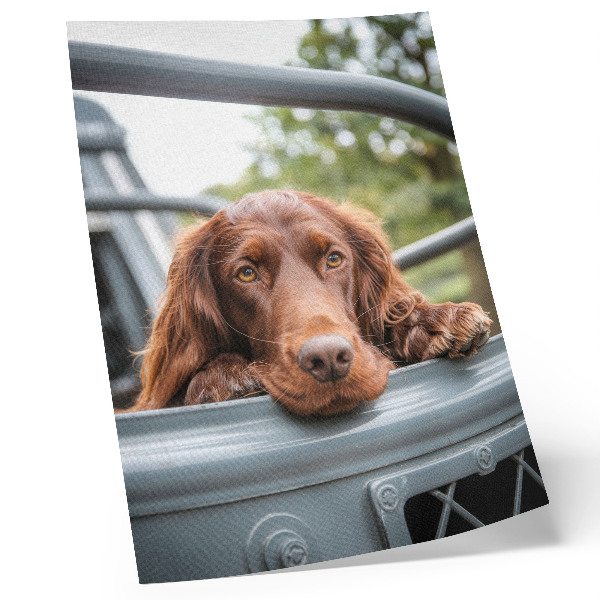 Poster Bruine hond bij het voertuig, groene bomen