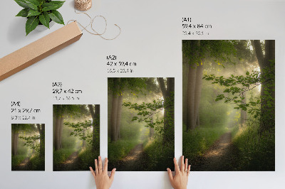 Decoratieve poster Groene bladeren, een zonnestraal, een bospad