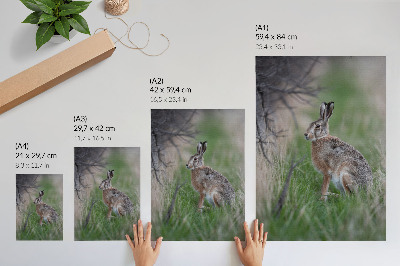 Poster Een haas in het gras, omringd door takken en groen.