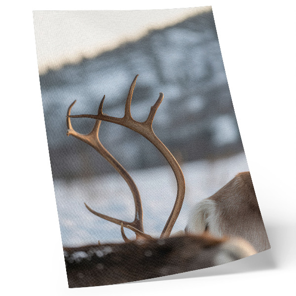 Wandposter Rendieren met gewei, harmonie in het winterlandschap