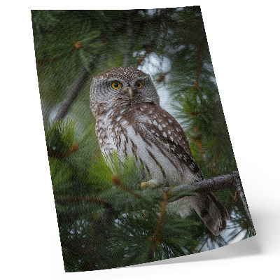 Poster Uil op een dennentak, natuur, rust, harmonie