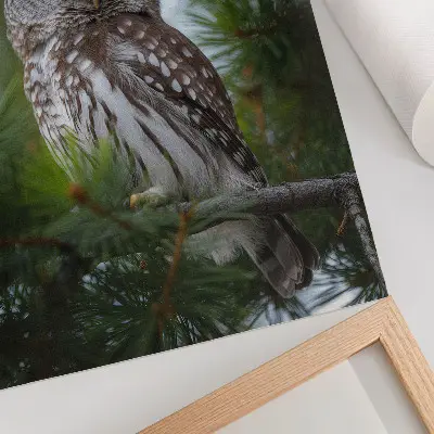 Poster uil op een dennentak met een natuurlijke en rustgevende uitstraling