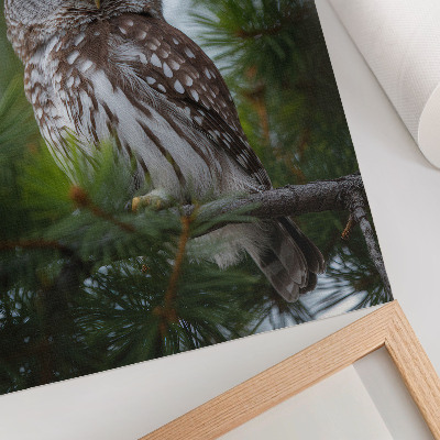 Poster Uil op een dennentak, natuur, rust, harmonie