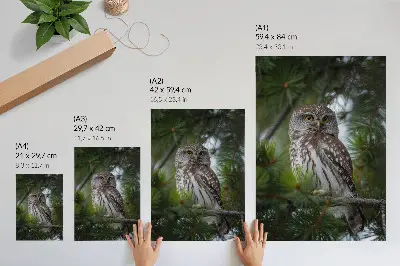 Poster uil op een dennentak met een natuurlijke en rustgevende uitstraling