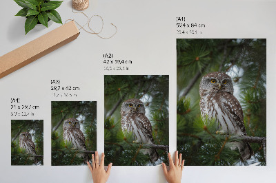 Poster Uil op een dennentak, natuur, rust, harmonie