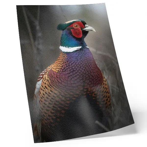 Decoratieve poster met een afbeelding van kleurrijke fazantenveren in intense kleuren