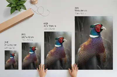 Decoratieve poster met een afbeelding van kleurrijke fazantenveren in intense kleuren