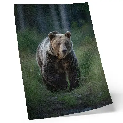 Poster met een trotse beer in een bosrijke omgeving