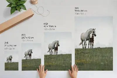Decoratieve poster met een rustgevend schouwspel van paarden in de natuur