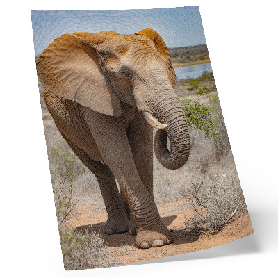 Poster Olifant op de savanne, majestueuze Afrikaanse natuur