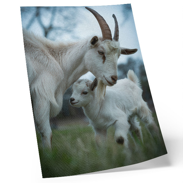 Wandposter Geiten tegen de achtergrond van de natuur, vol rust en harmonie.