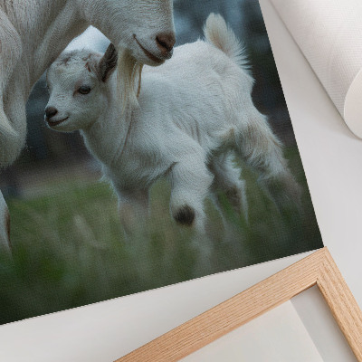 Wandposter Geiten tegen de achtergrond van de natuur, vol rust en harmonie.