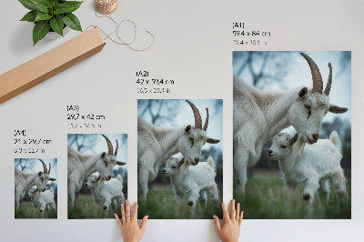 Wandposter Geiten tegen de achtergrond van de natuur, vol rust en harmonie.