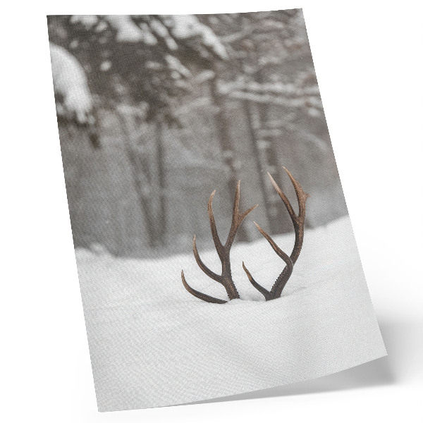 Decoratieve poster Winterlandschap met geweien in de sneeuw