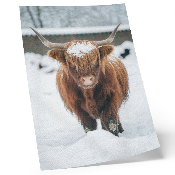 Wandposter Runderen in de sneeuw: het contrast tussen dier en natuur