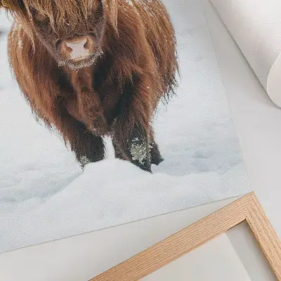 Wandposter runderen in de sneeuw met het contrast tussen dier en natuur