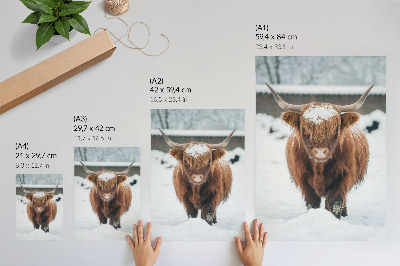Wandposter Runderen in de sneeuw: het contrast tussen dier en natuur