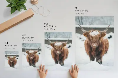 Wandposter runderen in de sneeuw met het contrast tussen dier en natuur
