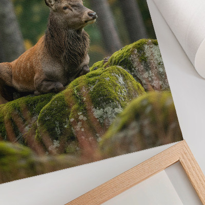 Poster Een majestueus hert in een bosrijke omgeving.