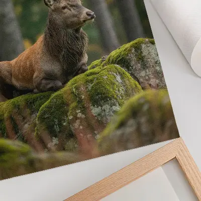 Poster met een majestueus hert in een bosrijke omgeving