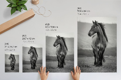Wandposter Een charmant paard vol energie en elegantie.