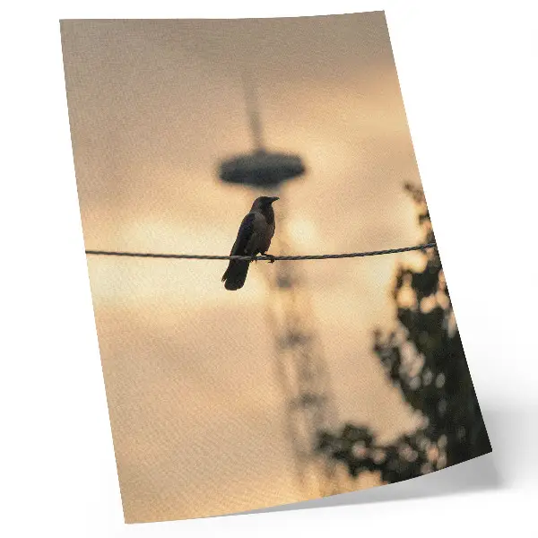 Poster vogel op een draad tegen een delicate avondlucht