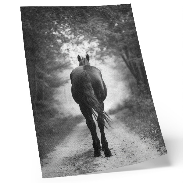 Poster Zwart-wit paard in het bos (fotografie)