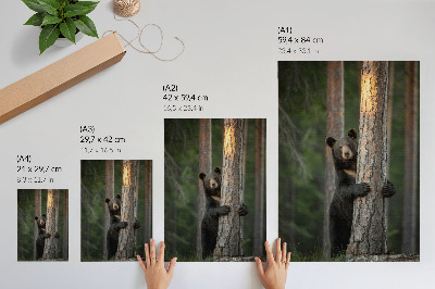 Wandposter Een beer in het bos, realistische compositie.