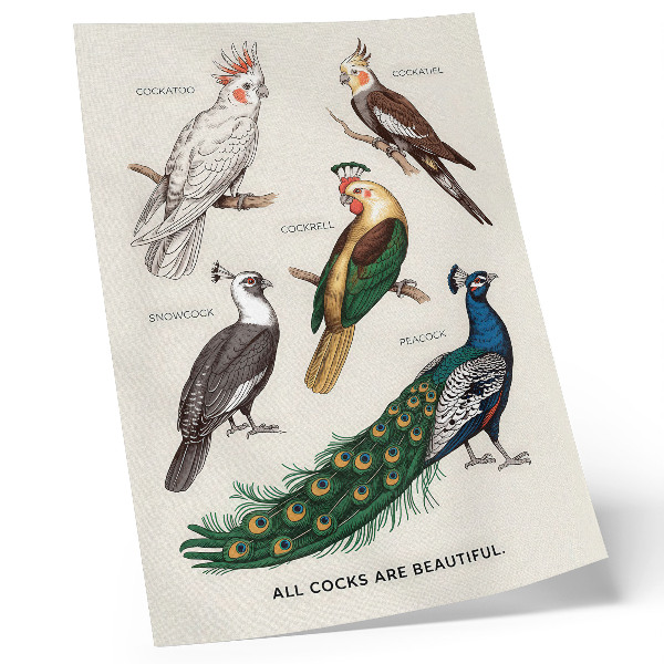Poster Elegante vogels, veren, diverse kleuren
