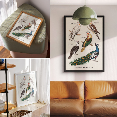 Poster Elegante vogels, veren, diverse kleuren