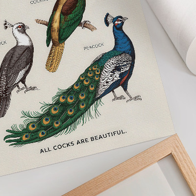 Poster Elegante vogels, veren, diverse kleuren