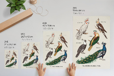 Poster Elegante vogels, veren, diverse kleuren