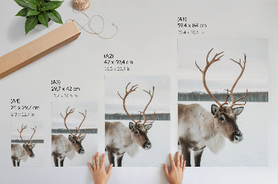 Decoratieve poster Rendieren in een winterlandschap met beige vacht