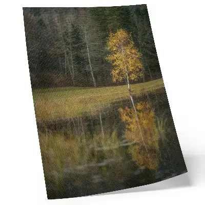Wandposter gouden boom voor een donker bos en meer