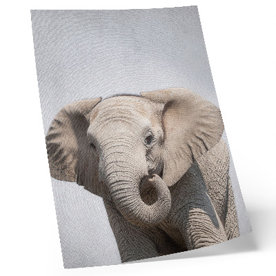 Wandposter Een jonge olifant op een lichte achtergrond