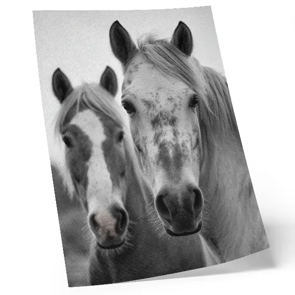 Poster paarden in een elegante zwart-witfoto