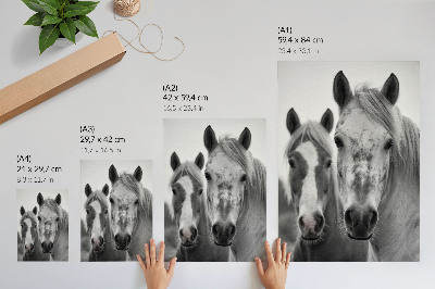 Poster Paarden in een monochrome foto vol elegantie.