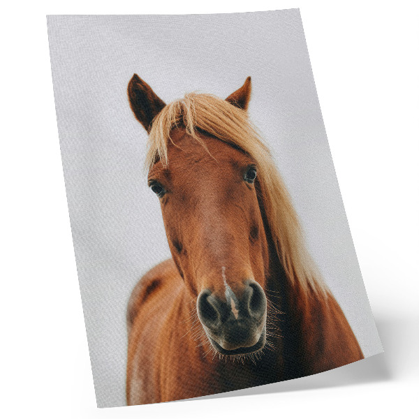 Decoratieve poster Paardenportret minimalisme natuurlijke schoonheid elegantie