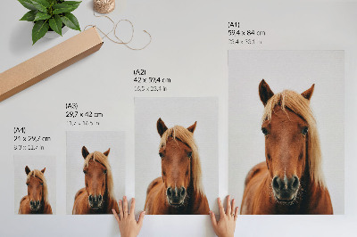 Decoratieve poster Paardenportret minimalisme natuurlijke schoonheid elegantie