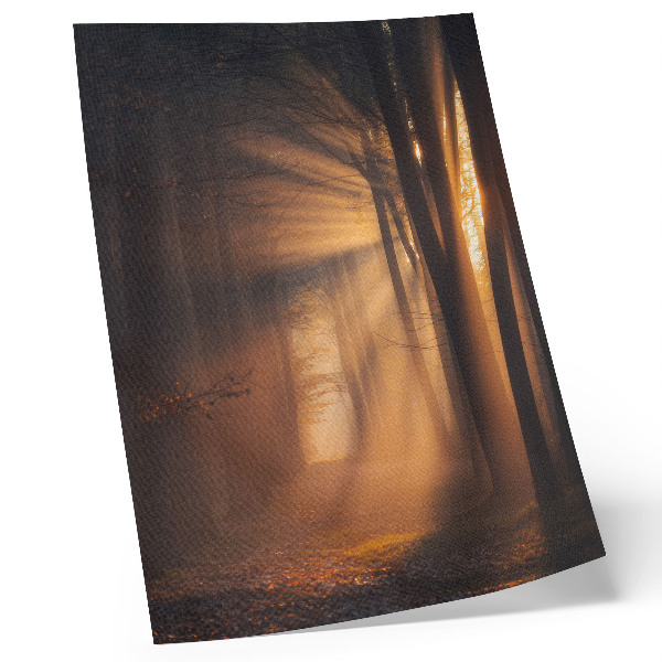 Wandposter Magisch licht, bosbomen, zonnestralen, rust