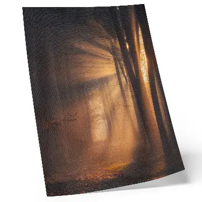Wandposter met sfeervol boslandschap met zonnestralen en magisch licht
