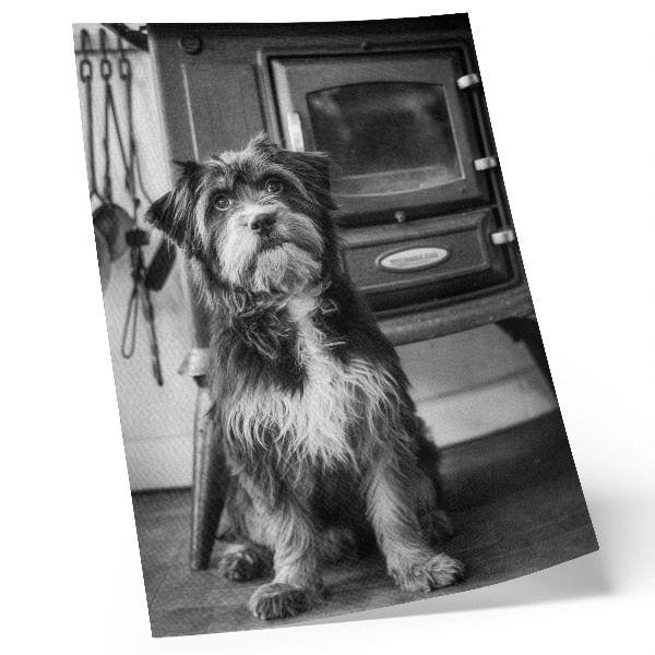 Wandposter Een rustige zwart-witte hond staat naast een oude kachel.