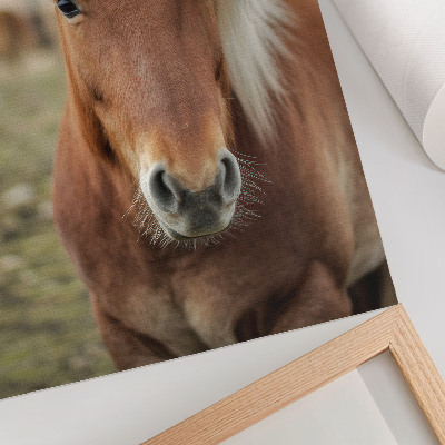 Wandposter Lichte manen, bruine vacht, IJslands paard