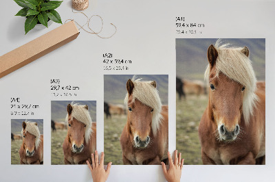 Wandposter Lichte manen, bruine vacht, IJslands paard
